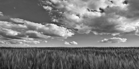 Fototapeta premium Black and white scene with barley field. Hordeum vulgare. Beautiful panoramic landscape with dramatic cloudy sky. Scenic melancholy agricultural background. Spring romantic scenery with grain ears.