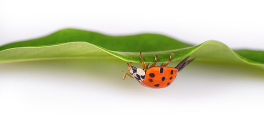 Red ladybug on a green leaf facing upside down. Harmonia axyridis. Beautiful close-up of a black spotted ladybird crawling on a natural green plant with white blurry background. Small depth of field.