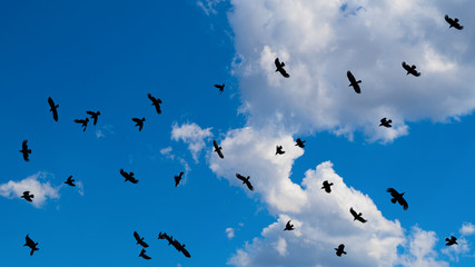 Cloudscape with a flock of flying black birds with spread wings. Beautiful summer scenery. Group of soaring ravens on a background of blue sunny sky and white fluffy clouds. Climate, weather, ecology.