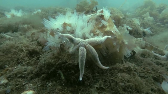 Spiny Starfish (Marthasterias glacialis) eat ascidian colony Transparent sea squirt or Yellow Sea Squirt (Ciona intestinalis, Ascidia intestinalis) on seabed overgrown with brown algae (Time-lapse)
