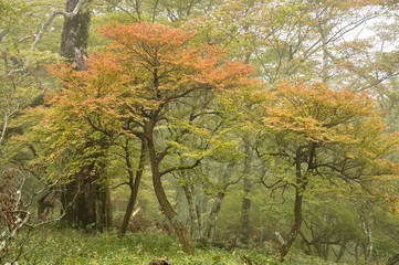 山霧に霞む紅葉の彩り