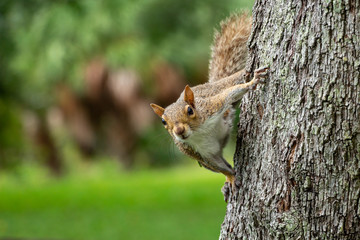 Eastern gray squirrel (Sciurus carolinensis) clinging to the side of a southern live oak tree (Quercus virginiana) - Topeekeegee Yugnee (TY) Park, Hollywood, Florida, USA
