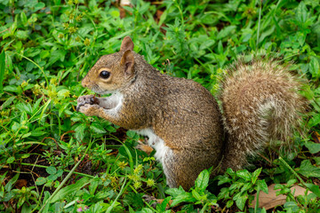 Naklejka na ściany i meble Eastern gray squirrel (Sciurus carolinensis) eating an insect - Topeekeegee Yugnee (TY) Park, Hollywood, Florida, USA