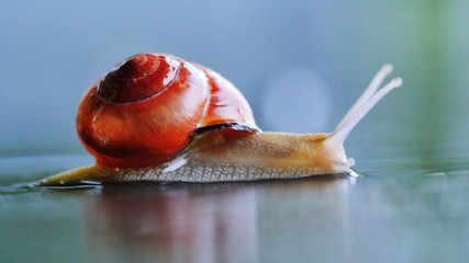 Schnecke von links nach rechts schleichend vor unscharfem Hintergrund