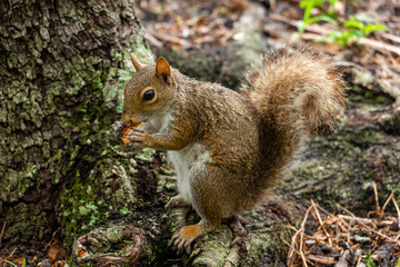 Eastern gray squirrel (Sciurus carolinensis) eating a mushroom - Topeekeegee Yugnee (TY) Park, Hollywood, Florida, USA