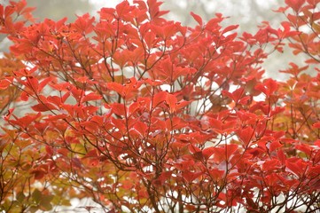 ツツジの真っ赤な紅葉