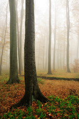 Beech Tree Forest in Autumn, Fog and Rain