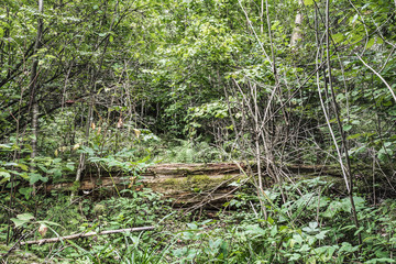 dead old tree lies in the wild forest, a broken trunk of a large tree rot in a wildlife sanctuary, evening time is early autumn, nature abstract background