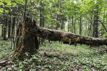 dead old tree lies in the wild forest, a broken trunk of a large tree rot in a wildlife sanctuary, evening time is early autumn, nature abstract background
