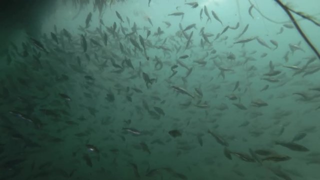  school of Black cod fish or Smallscaled Cod (Notothenia microlepidota) swim unerwater in-shore 
