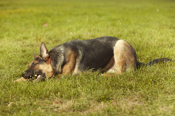 Nice young male dog of german shepheard laying on summer grass in park
