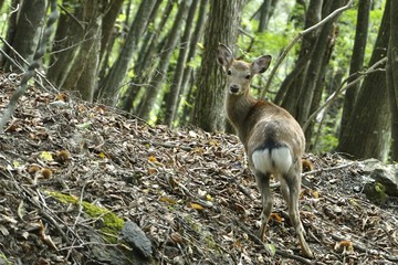 ニホンジカ
