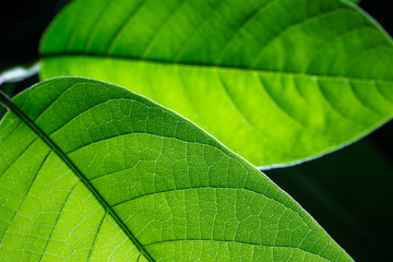 green environment concept