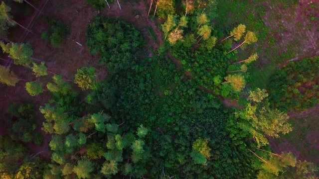 4k AERIAL: Flight over early autumnal forest. Top down view with spinning camera.