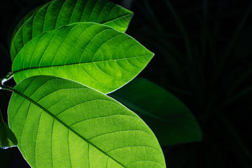 green environment concept