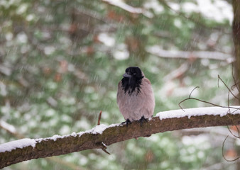 a crow shelters on the branch of a tree while it is snowing in a park of northern Italy