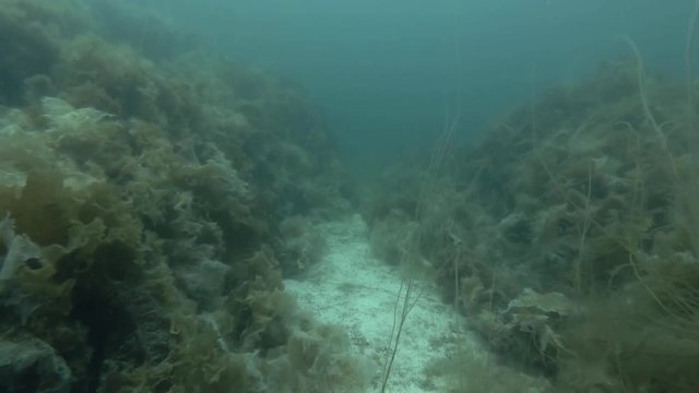 underwater landscape, seabed overgrown with Laminaria and Sea Lace (Chorda filum)
