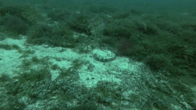 Queen scallop or Manx queenie (Aequipecten opercularis) on sandy bottom
