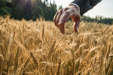 Closeup view of businessman touching a spike of golden wheat ear