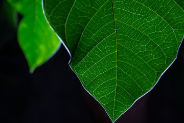 green environment concept