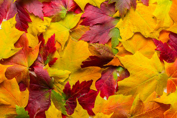 Naklejka na ściany i meble Closeup of a mixture of Autumn Leaves-great range of colors
