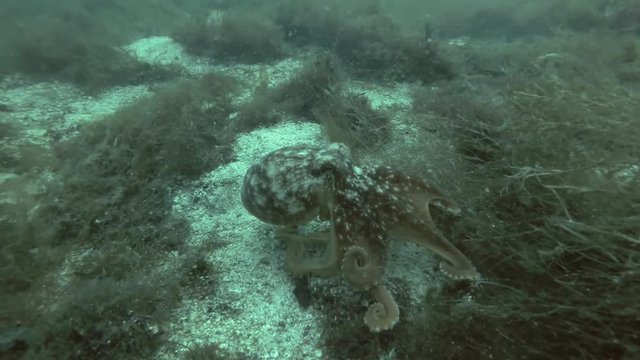 Northern octopus, Horned octopus or Curled octopus (Eledone cirrhosa) goes down the bottom then swim away
