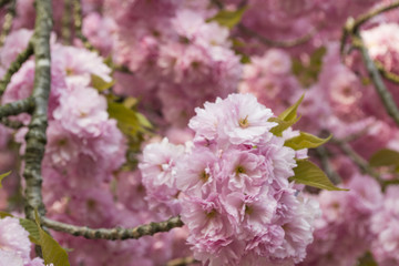 Kirschblüten