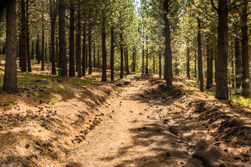 Fototapeta premium bosque de pinos