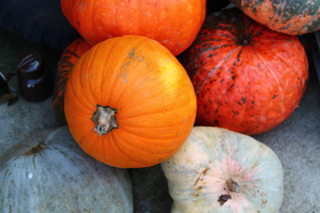 pumpkins for sale