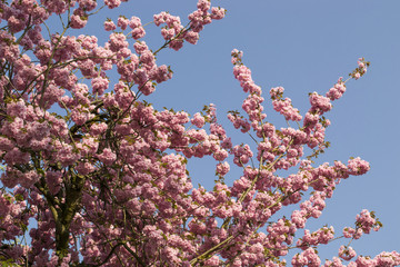 Kirschblüten