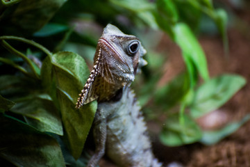 chameleon
