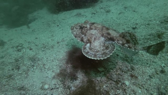Monkfish or Angler fish (Lophius piscatorius) lies on sandy bottom  then swims away
