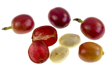 Coffee Cherry Fruit Anatomy