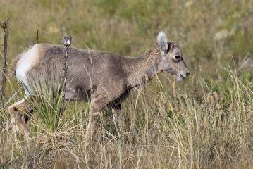 Bighorn sheep (Ovis canadensis) lamb in highland prairie, South Dakota, USA