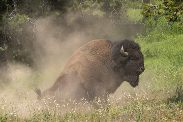 American bison (Bison bison) male bathing in dust, Wyoming, USA © Ivan Kuzmin