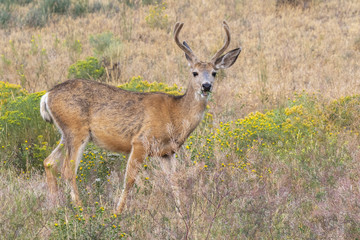 Naklejka na ściany i meble Mule deer (Odocoileus hemionus) in prairie, Wyoming, USA