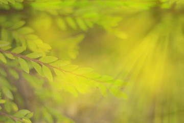 close up green leaf with light effect background
