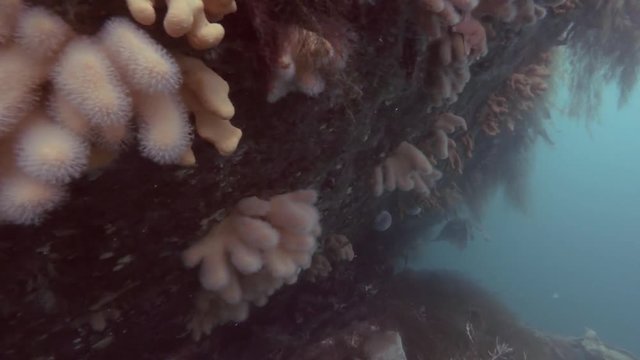 Underwater landscape with soft corals. Fingers Coral, Dead Man's Fingers or Light Bulb Tunicate (Alcyonium digitatum) 
