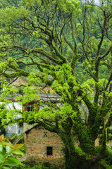 The forest and cottage scenery