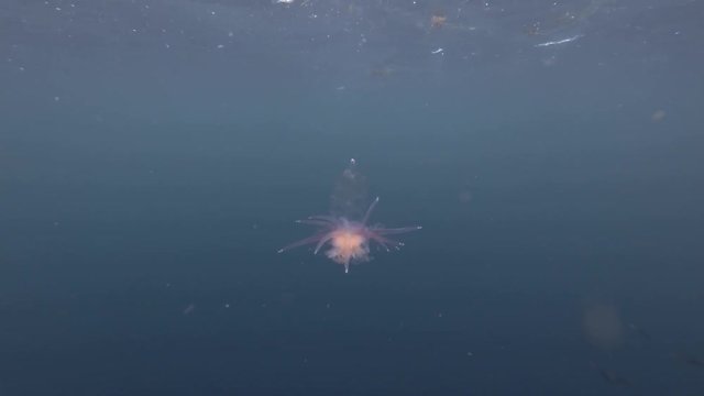 Pelagic Siphonophore, Hula Skirt Siphonophore (Physophora hydrostatica)  swim in the blue water under surface in rain
