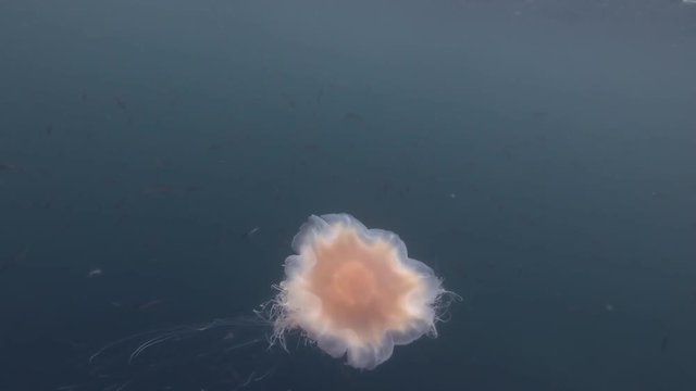 Lion's mane jellyfish (Cyanea capillata, Cyanea arctica) swim in the blue water  
