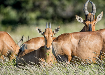 Juvenile Red Hartebeest