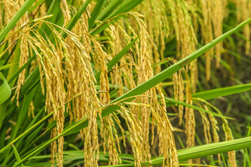 Rice plant closeup
