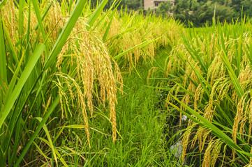 Rice plant closeup