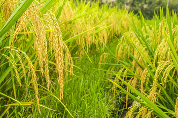 Rice plant closeup