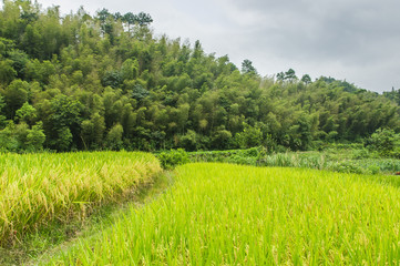 Countryside scenery in autumn