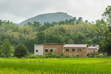 Rice fields and countryside scenery in autumn