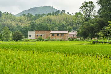 Rice fields and countryside scenery in autumn