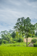 Countryside and rice field scenery in autumn