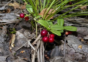 bushes cowberry growing in the forest